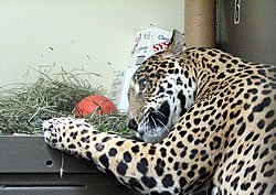 Junior the jaguar plays with enrichments prepared by zoo volunteer Jamie Campanelli