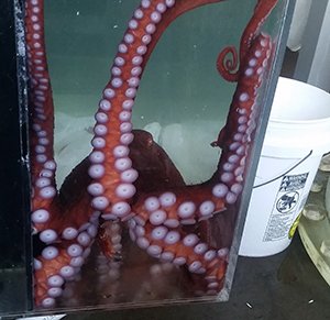 octopus