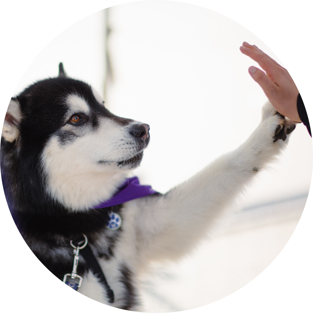 Dubs (UW husky) giving a high five